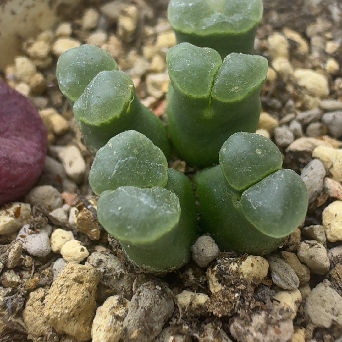 7号5头佛肚一物一拍