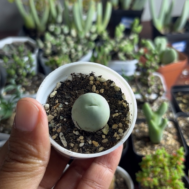 655 鸽子蛋多肉植物