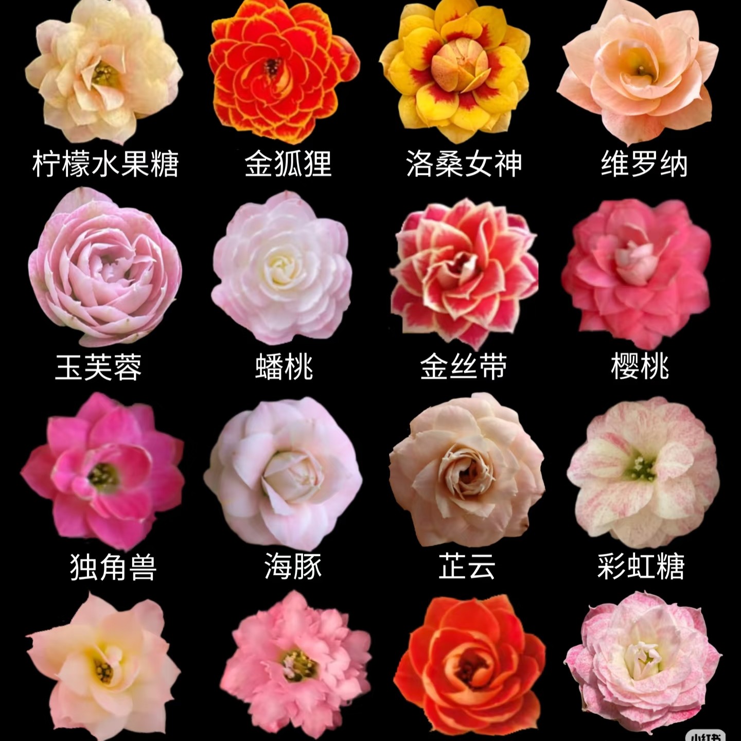 长寿花盲盒 3盆3色3品种 特价处理只保苗