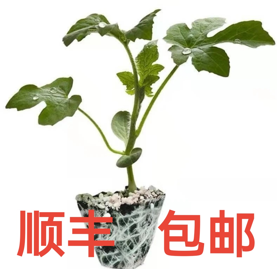 《顺丰包邮》--超甜蜂蜜小西瓜四季8424麒麟瓜懒汉西瓜种红心