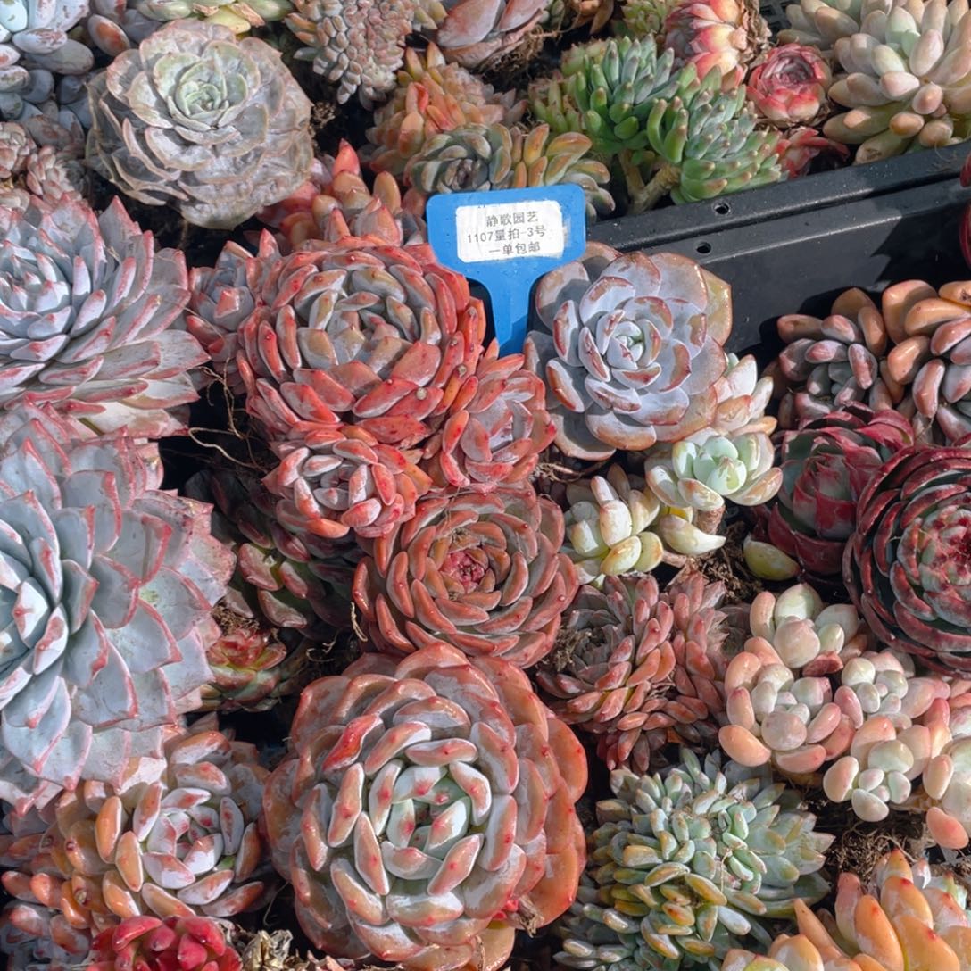 1107-3-精品美肉组合六颗不重复