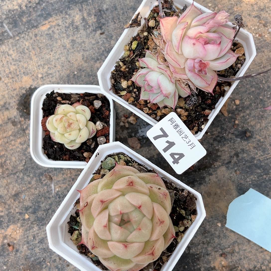 阿雅园艺。   714