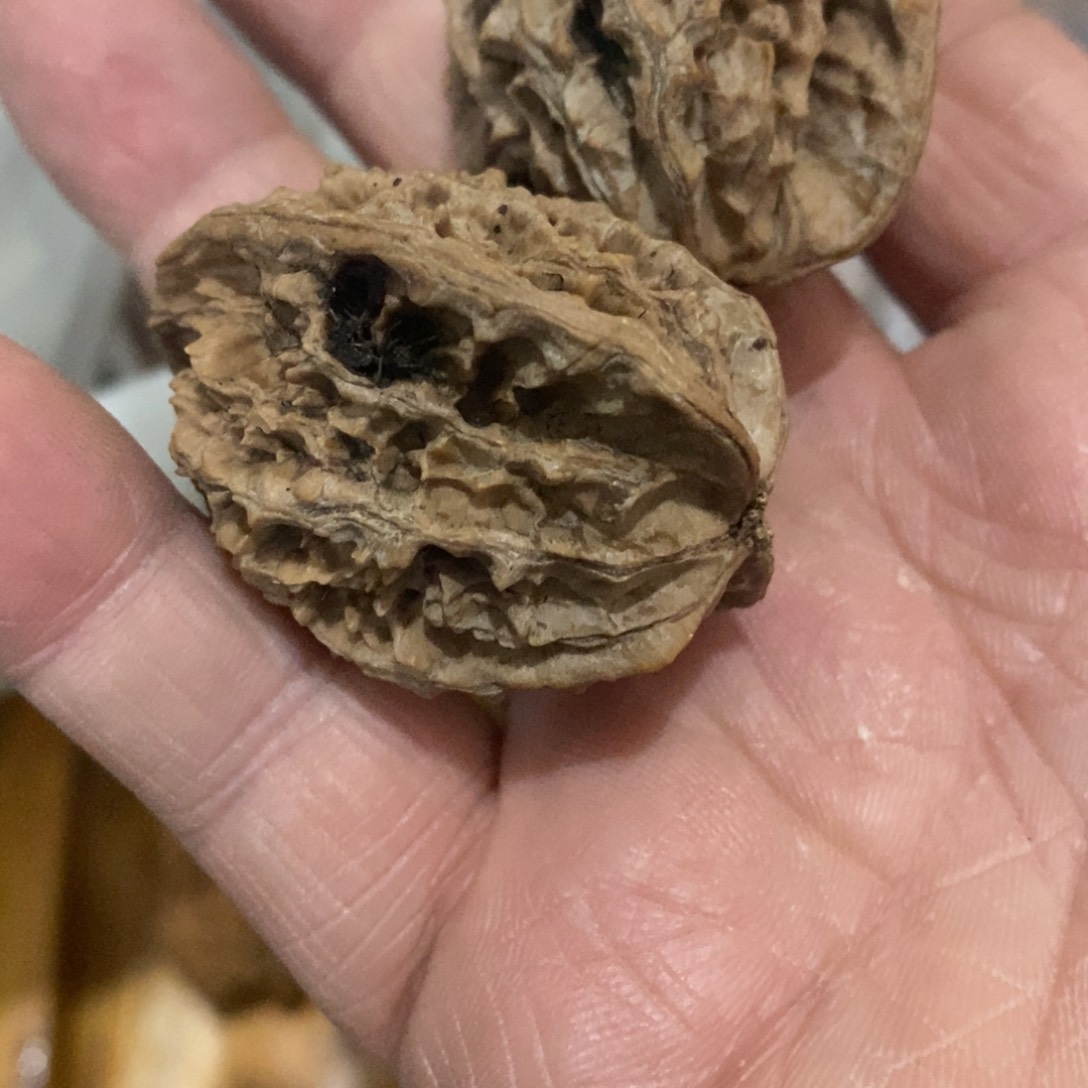 寰**龙秦岭森林中出现许多鸟类及