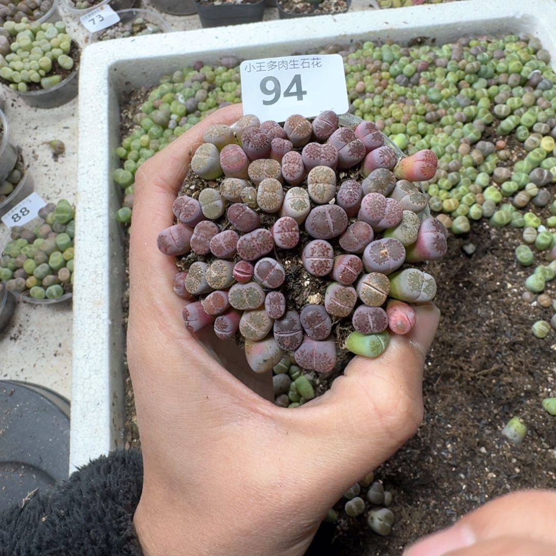 94。 紫巴离一盒多肉植物