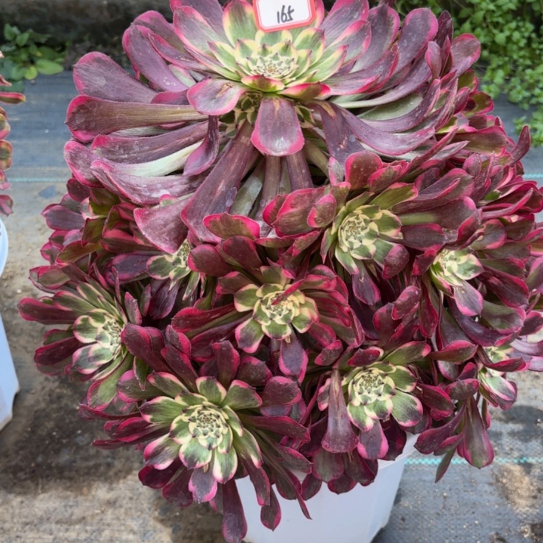 全部花朵花****）165霁月多肉植物
