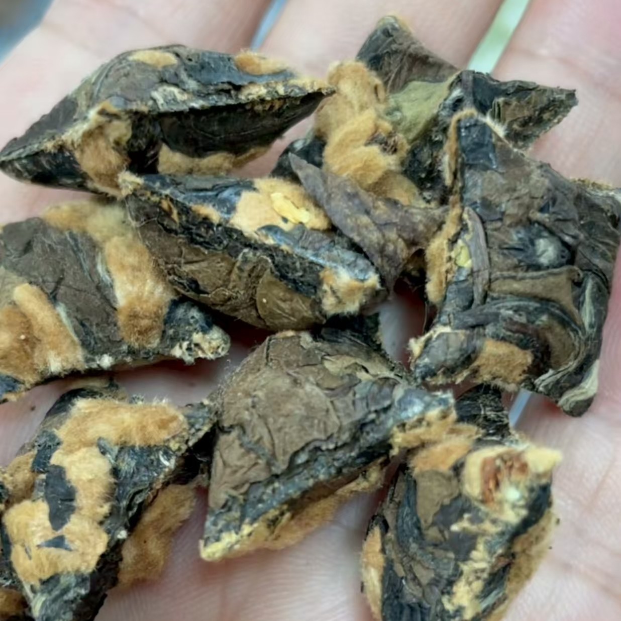 临时链接看直播 2017年枇杷花星星茶 500克