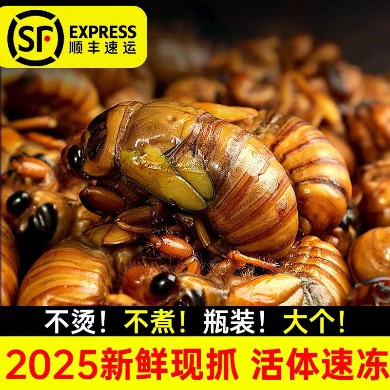 2025新鲜知了猴活体速冻金蝉爬叉美味食材 顺丰包邮送货上门