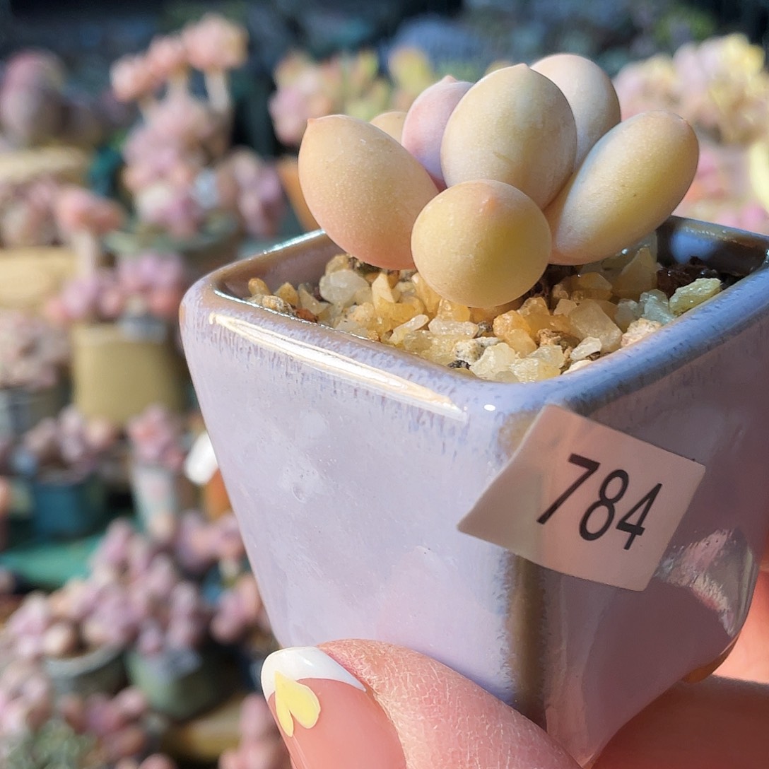 菠***包多肉植物的生长发育与