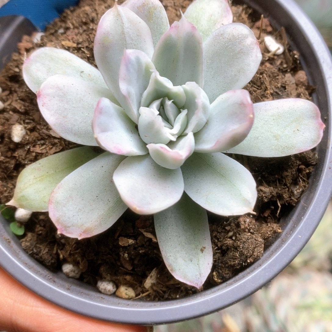 C279辛普森锦锦锦锦锦