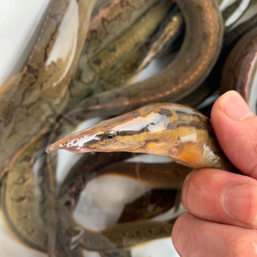 鲜活淡水鱼   豹鱼仔   耐低氧