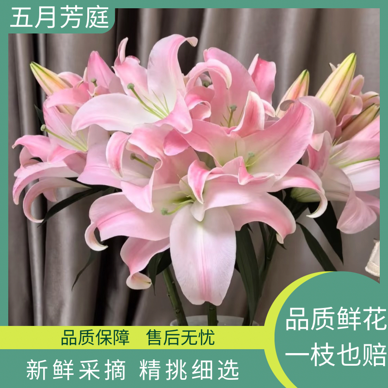 2头【星光】浓香型单瓣百合--高级小众花材