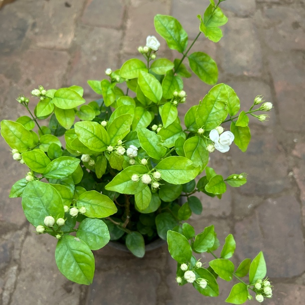 180杯茉莉花苗盆栽带花苞室内绿植浓香