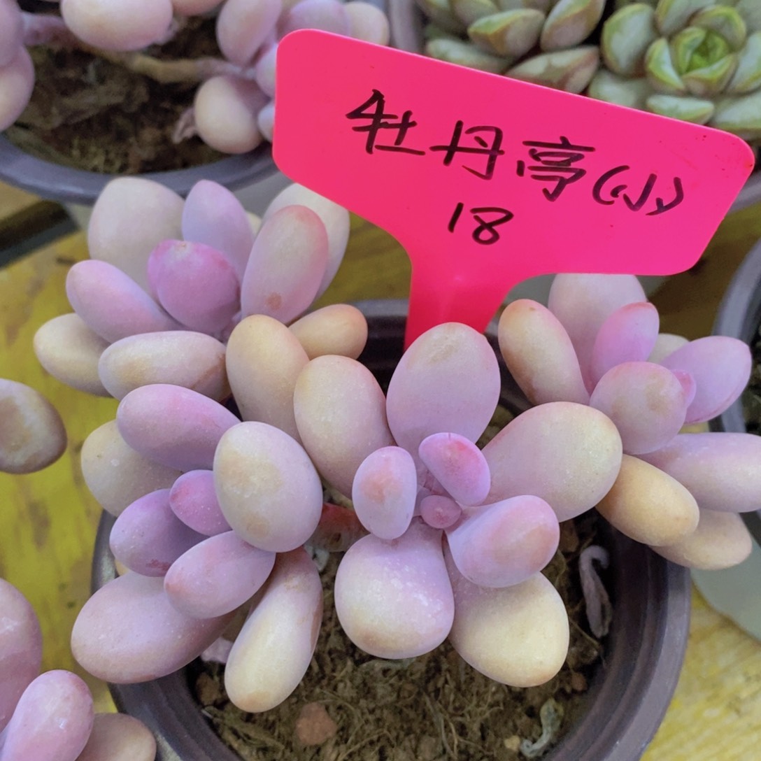 多肉植物，清货，3单包邮