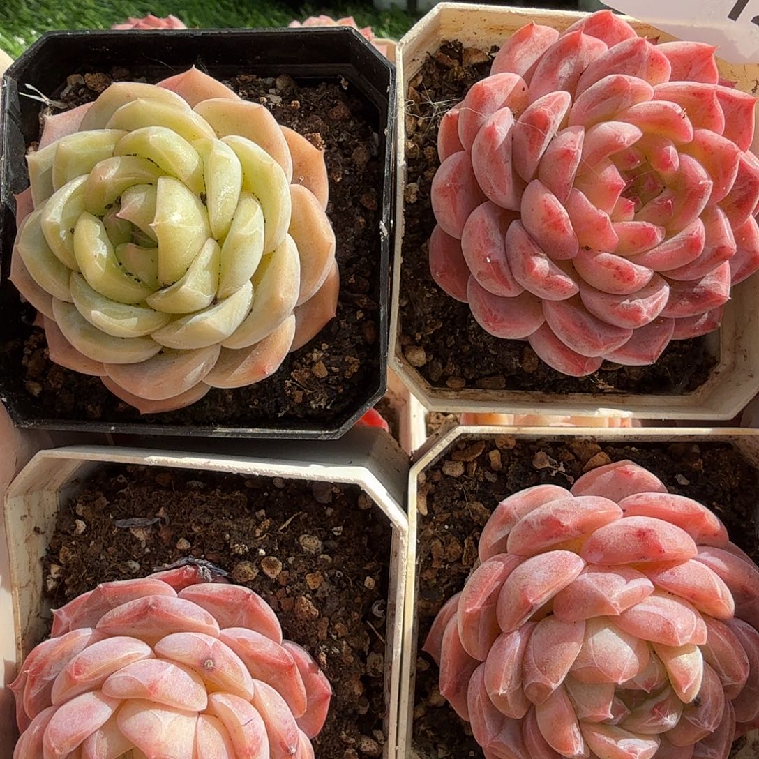 1227-14多肉一物一拍