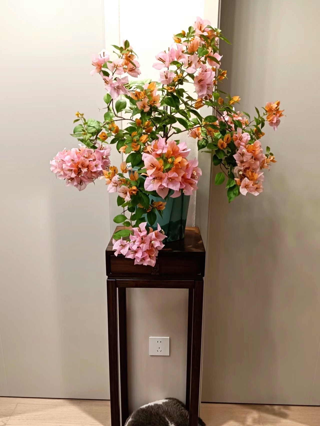 鲜花造型金发女郎室内勤花品种庭院爬藤基地三角梅盆栽三角梅直播