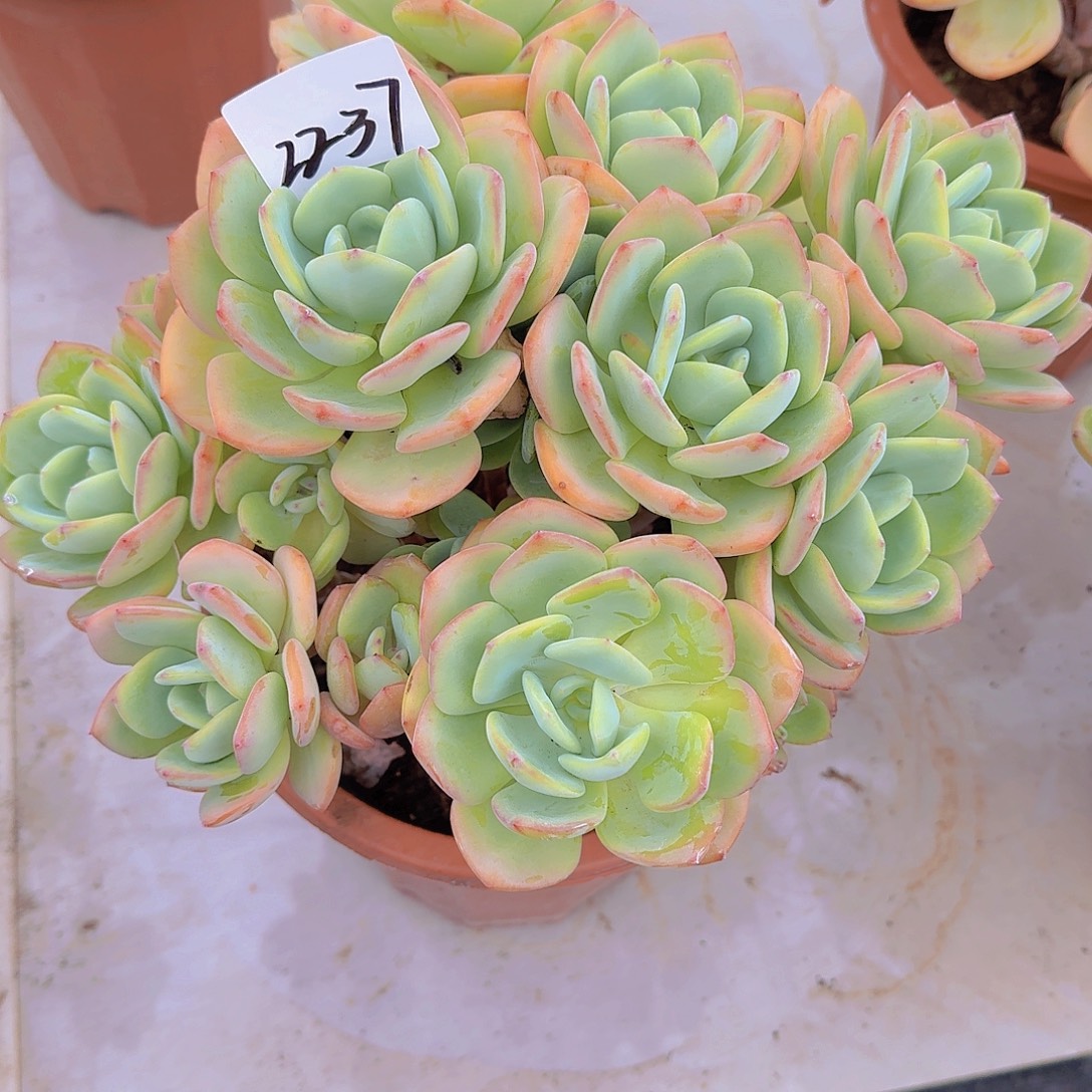 春***妮2237白月光多肉植物