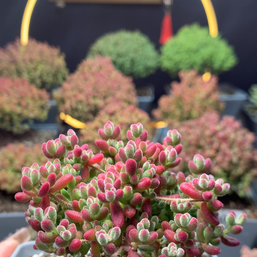 c629红宝石枝干番杏