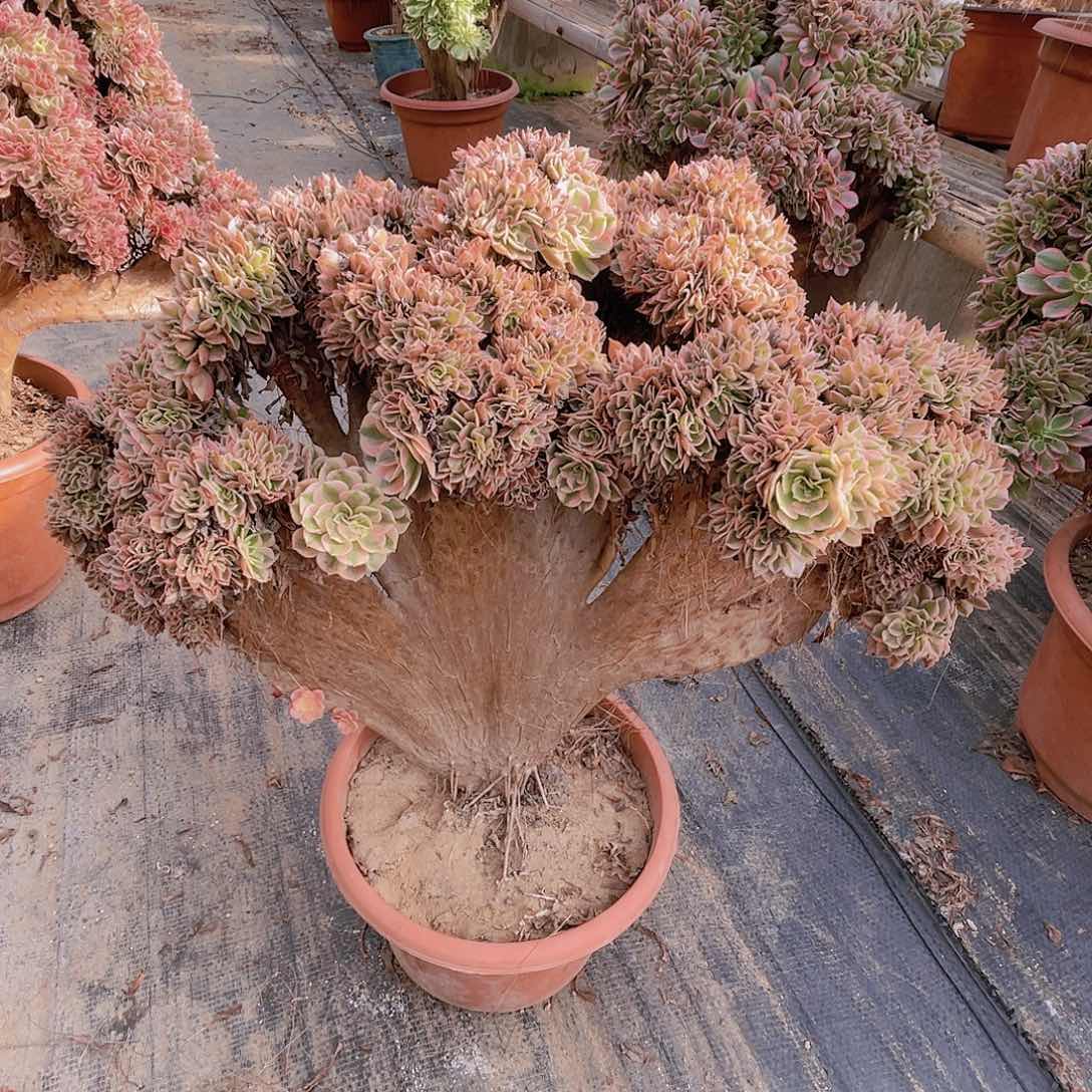 【闪购商品】无花朵用****6粉女巫