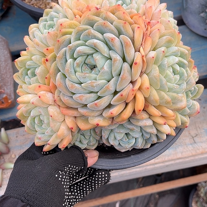 多肉植物一物一拍