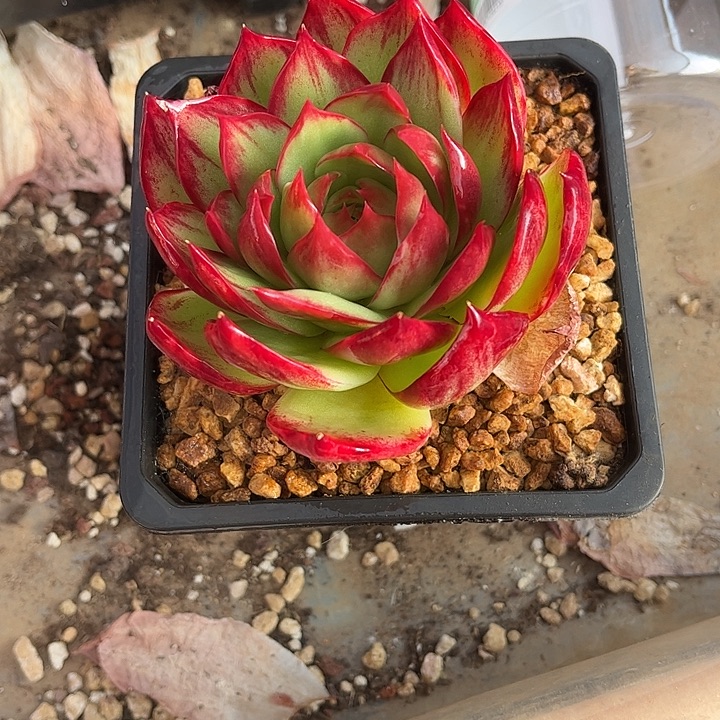 惊鸿仙子多肉植物1283