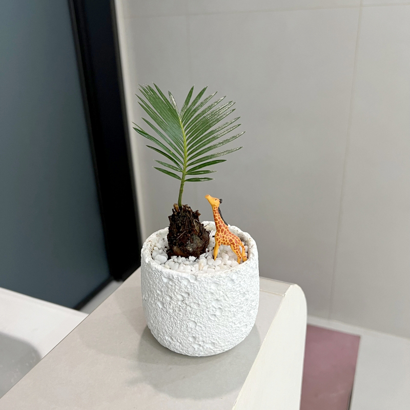 【喜室内外】北欧ins植物铁树苏铁宝宝办公室茶几书桌绿植盆栽客厅