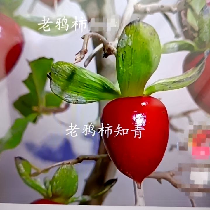 无花朵红大胜扦插