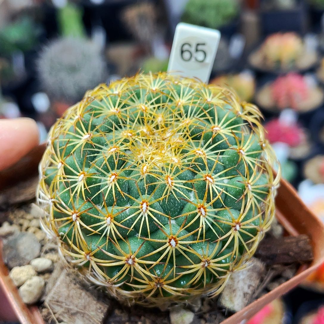 非偏远地区满25包邮仙人球