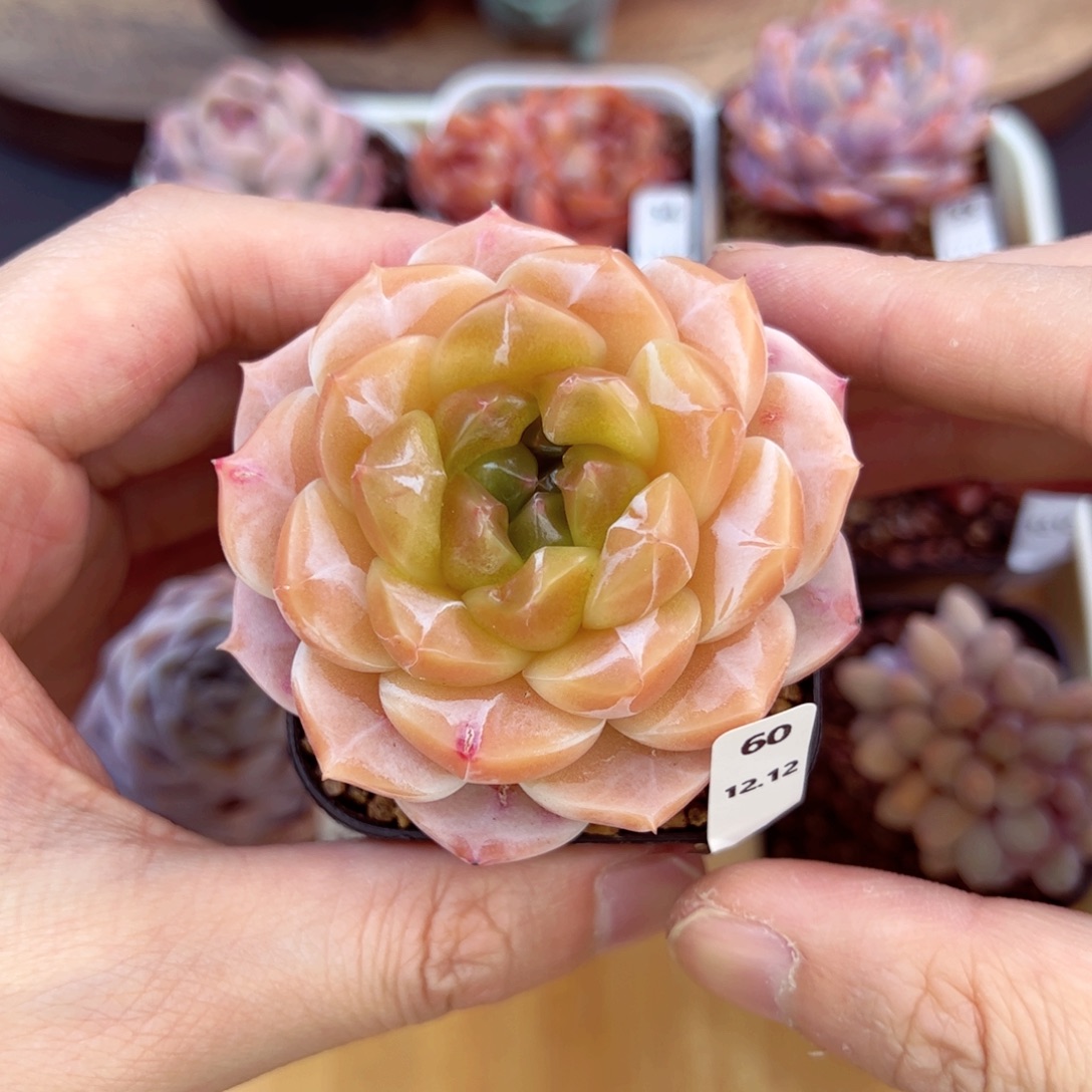 好好看60、哈哈哈哈