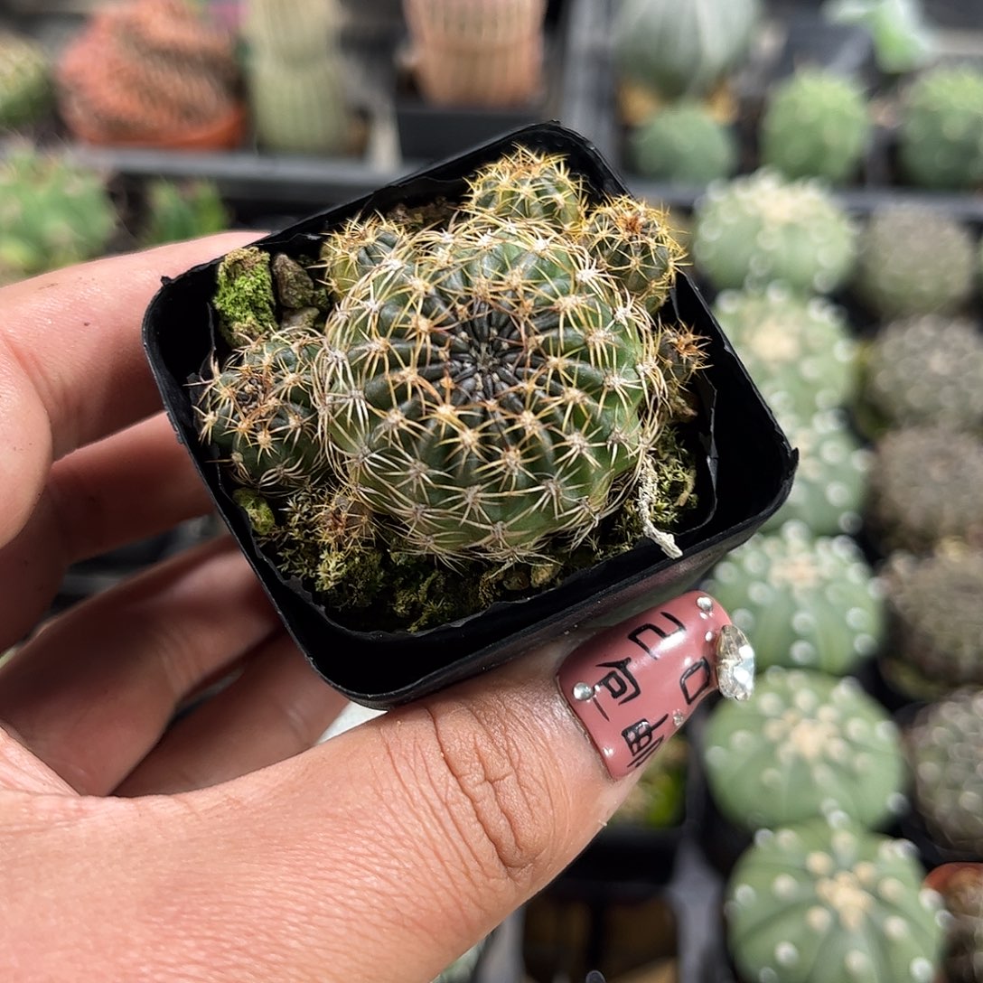 丽花单头发货单头发