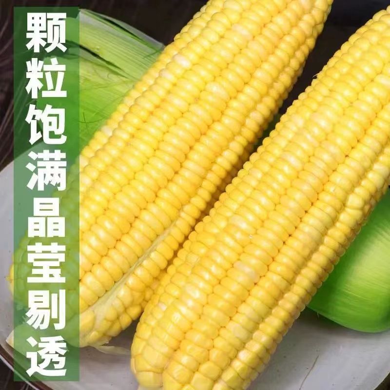 【五斤装京东发货】湖南马田本地甜玉米