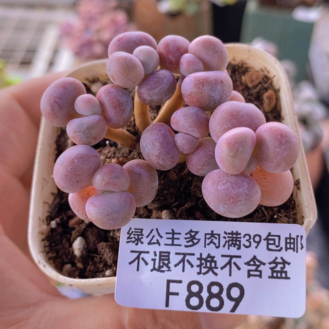 腰子桃蛋5cm889多肉植物