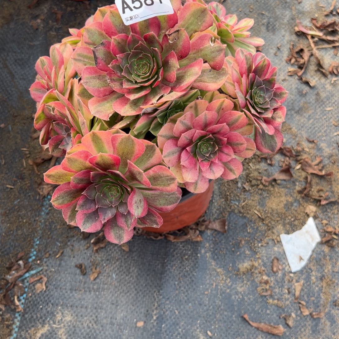 581雨荷多肉植物法师多肉植物