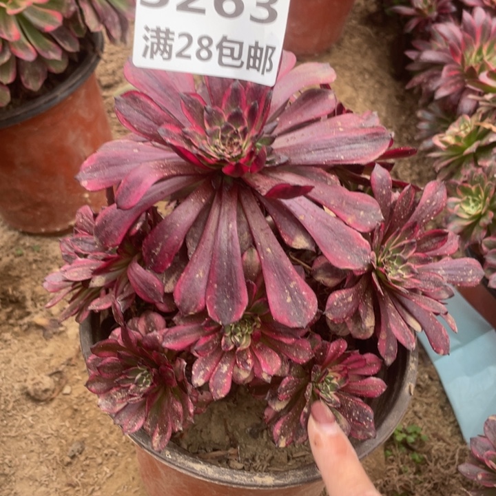 3263二号棚美肌多肉植物A