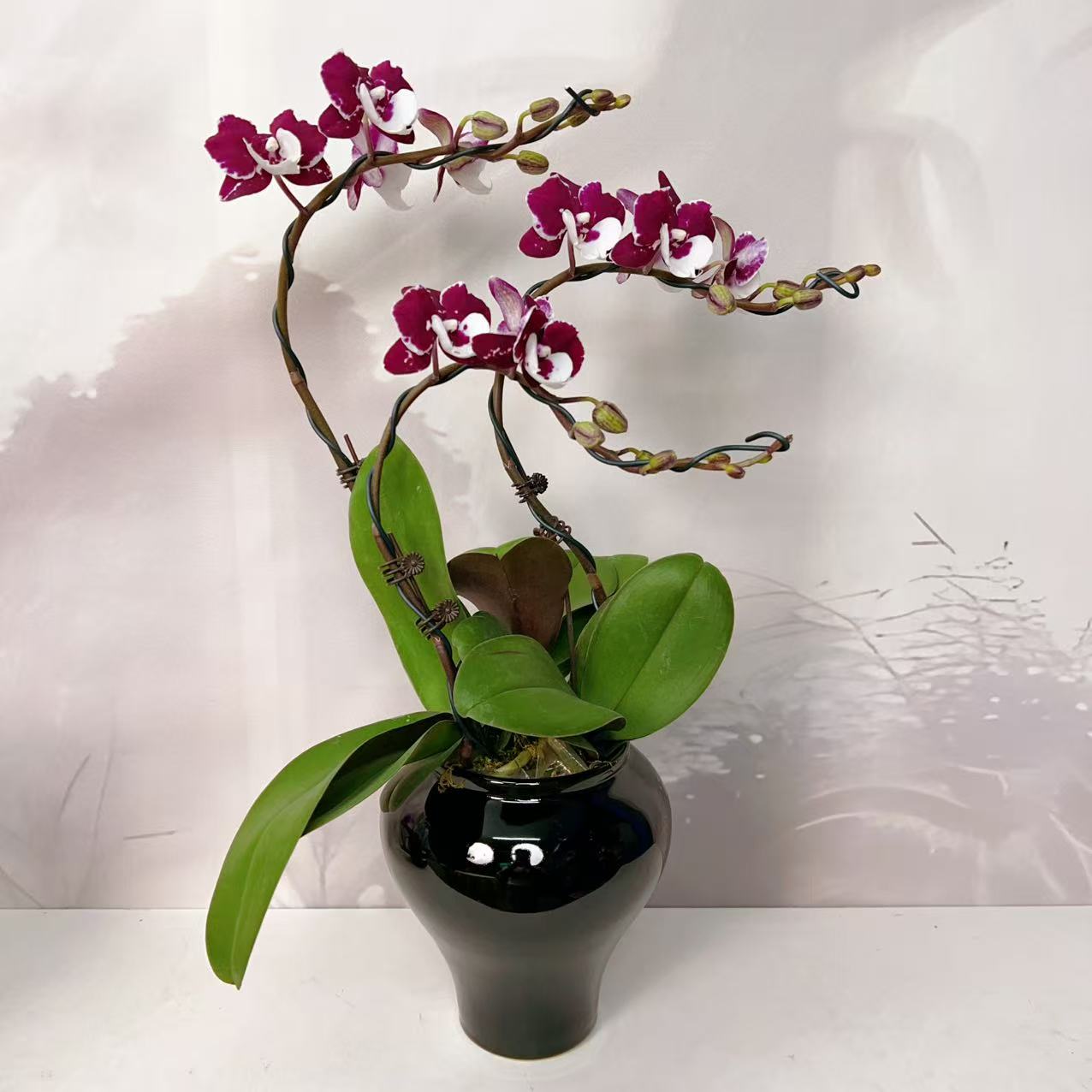 【圣诞老人】欧品蝴蝶兰花卉高雅高级艺术盆栽组盆系列