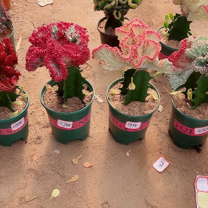 好养易活，懒人植物