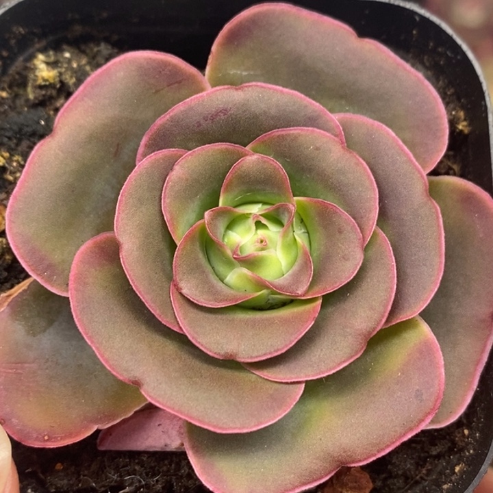 带伤-320-冠幅 5Cm