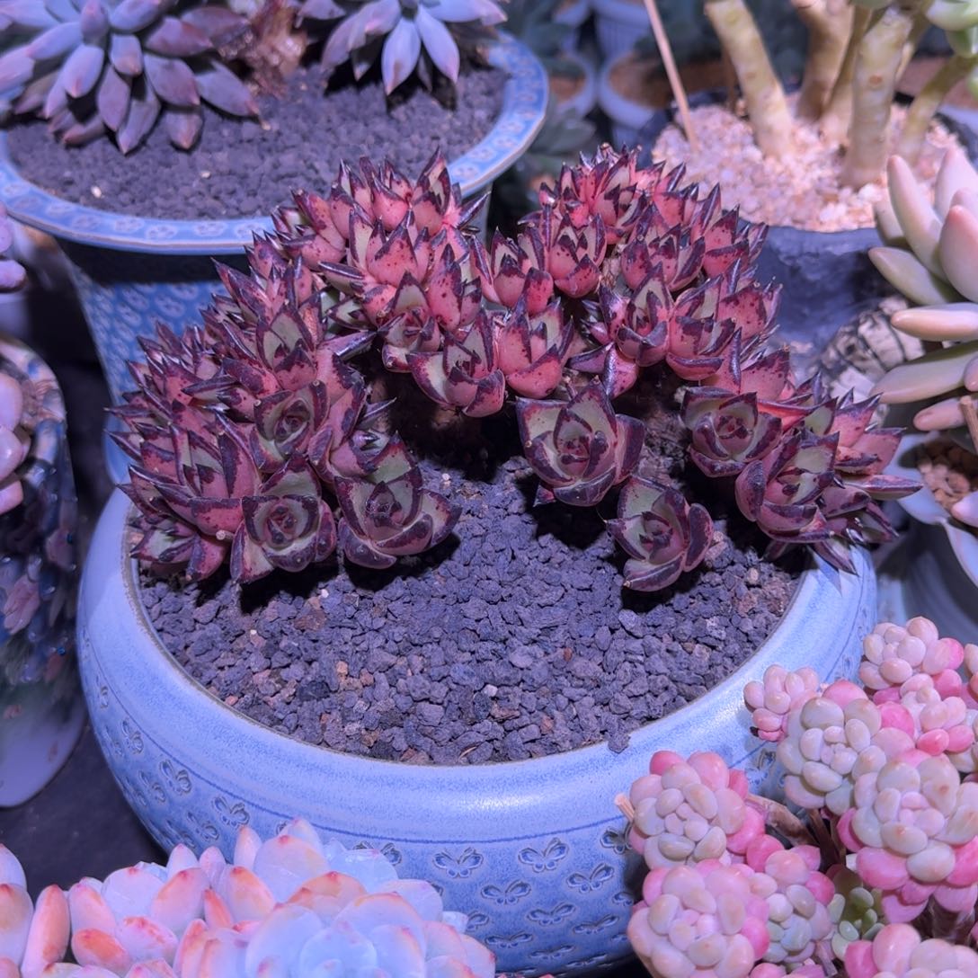 乌木 树型 朵朵缀  一物一拍