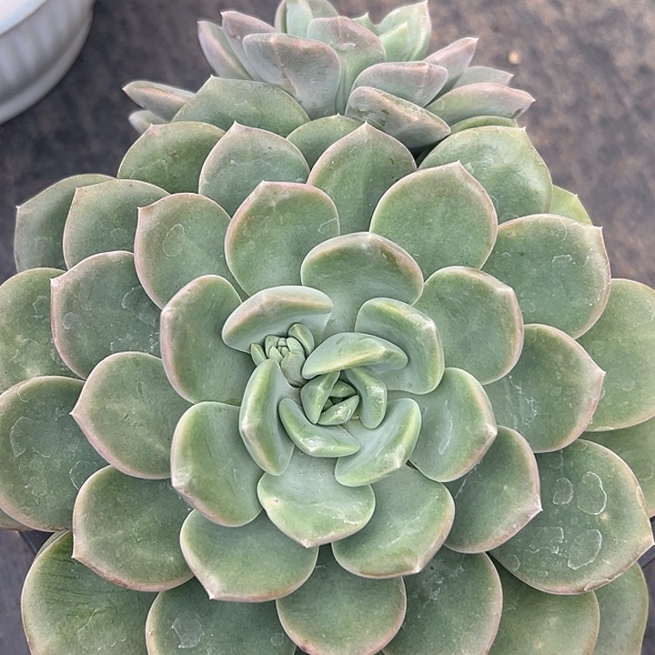 美人特价一物一拍