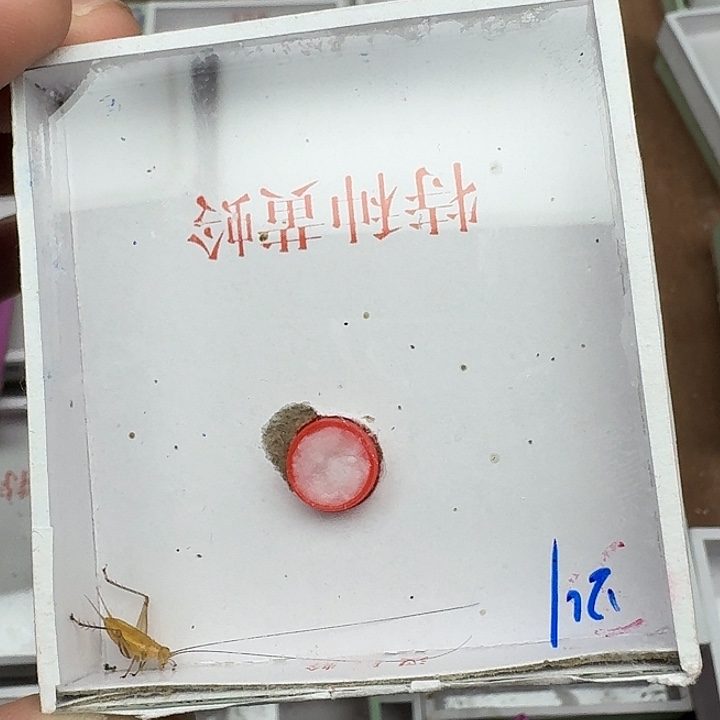 金***！蟋蟀111111111111111