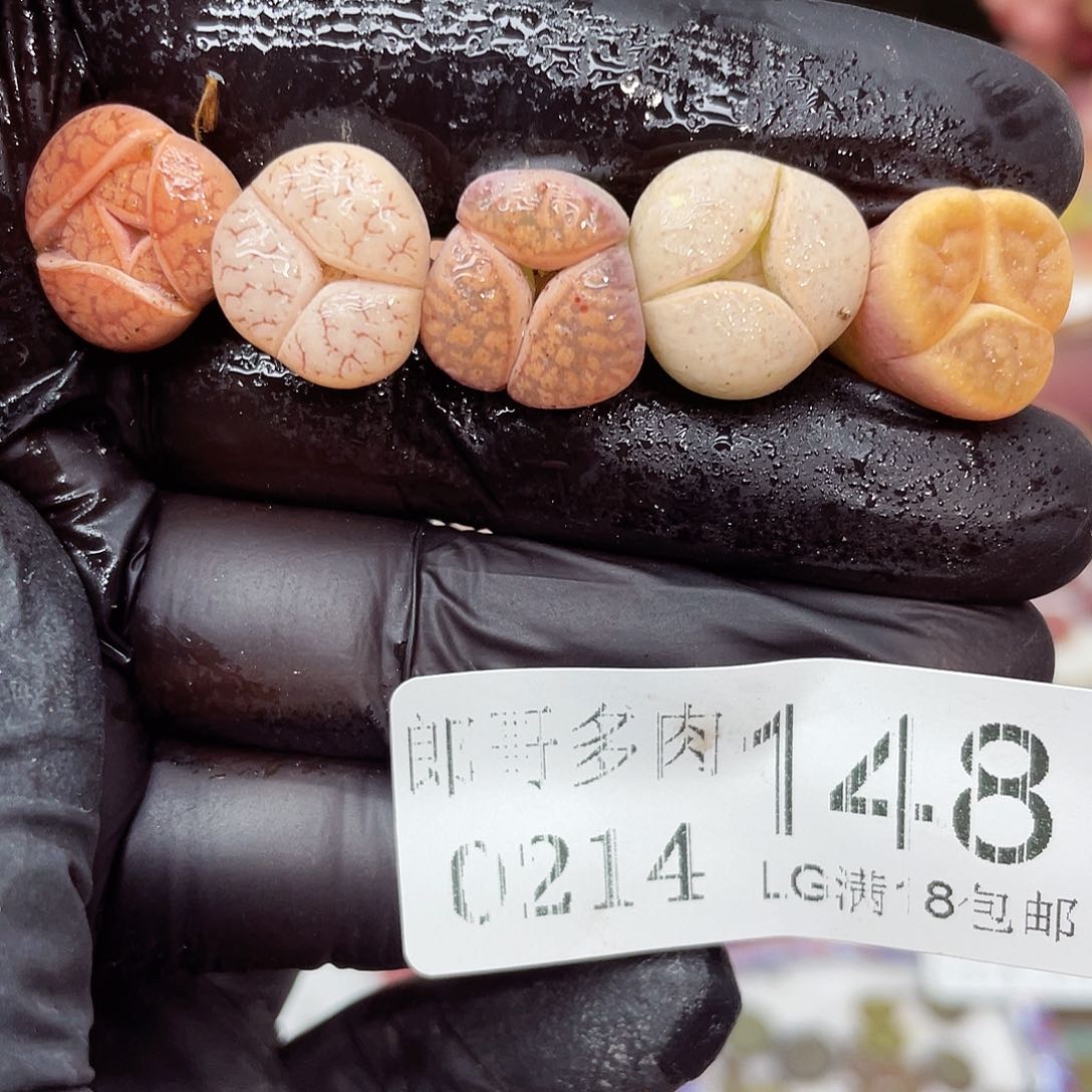 生石花满18包邮14-148