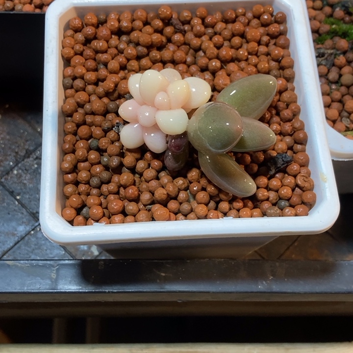 D****红手指锦多肉多肉