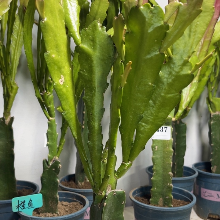 当前无花栽培后可以开花447