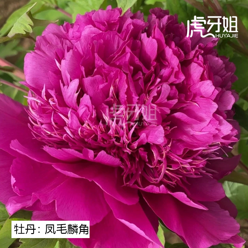 【凤毛麟角】裸根牡丹包对版-庭院阳台花卉紫红色重瓣大花