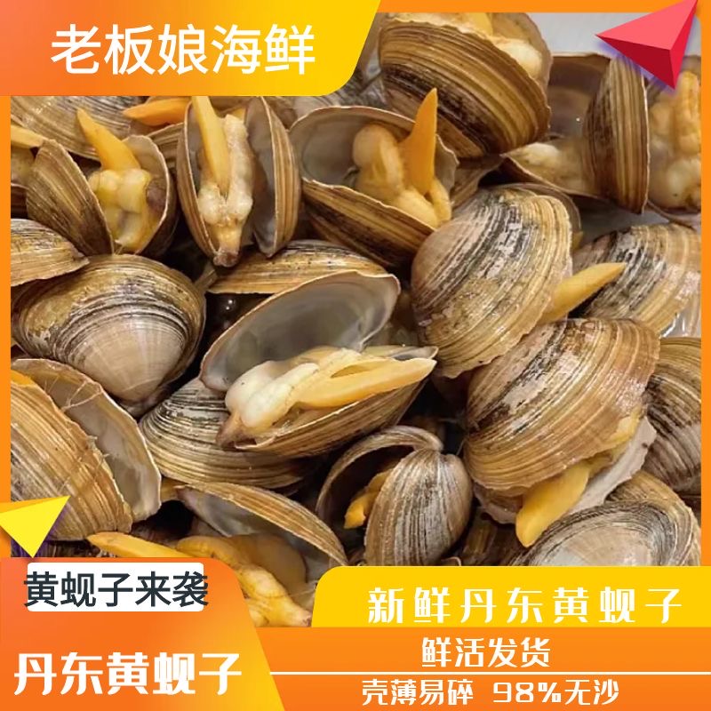 （初）黄蚬子无沙一斤18个左右3斤装保鲜保活丹东东港本地黄蚬子