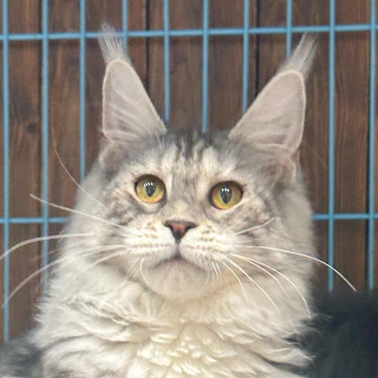 来了姊妹-银虎斑缅因猫-妹妹-39