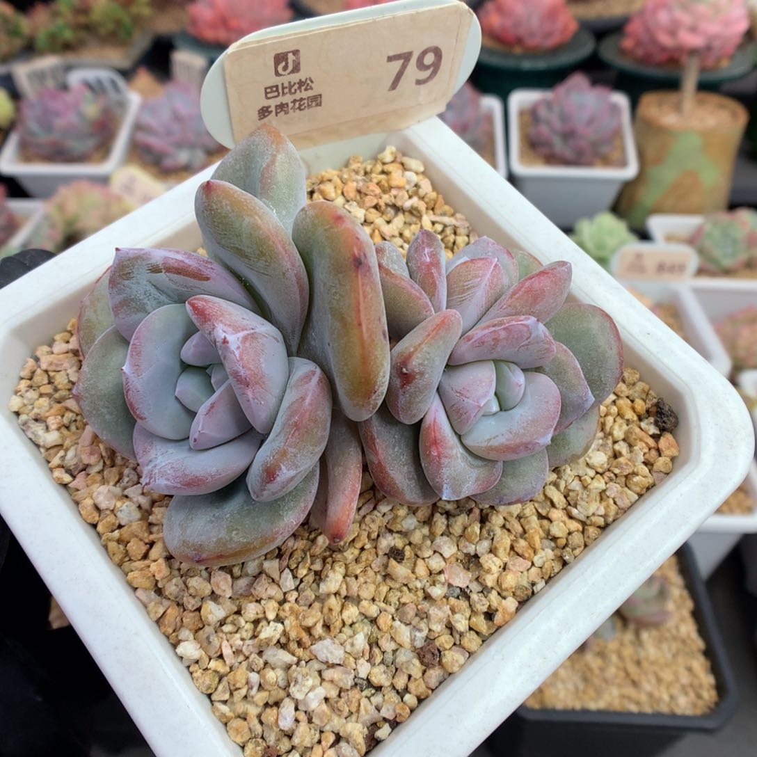 79 双头双心奶茶