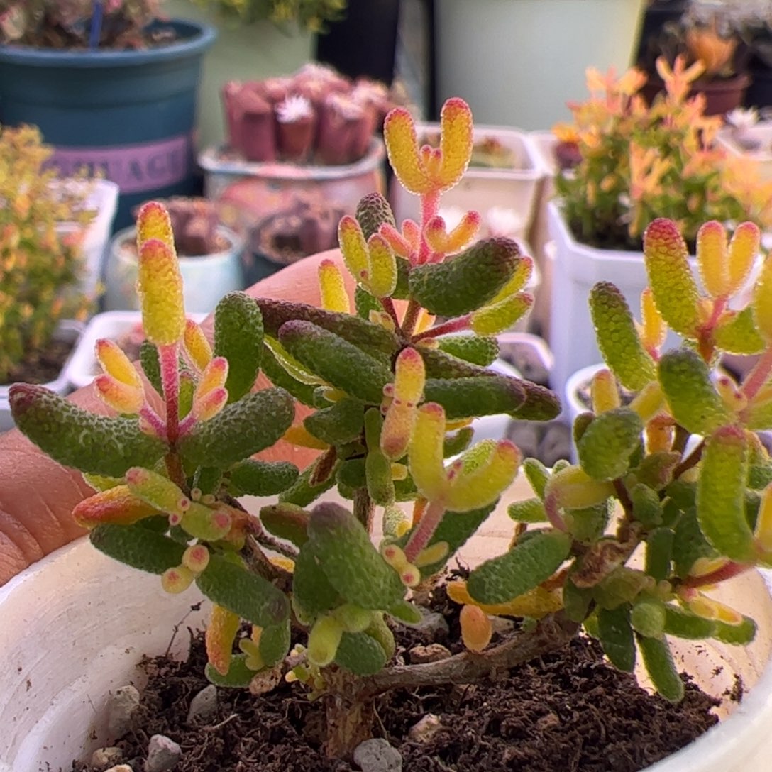 多肉植物枝干假飞机猪