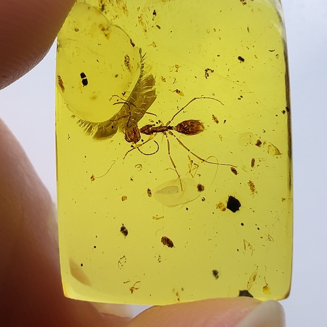 琥珀未镶嵌裸石琥珀虫珀