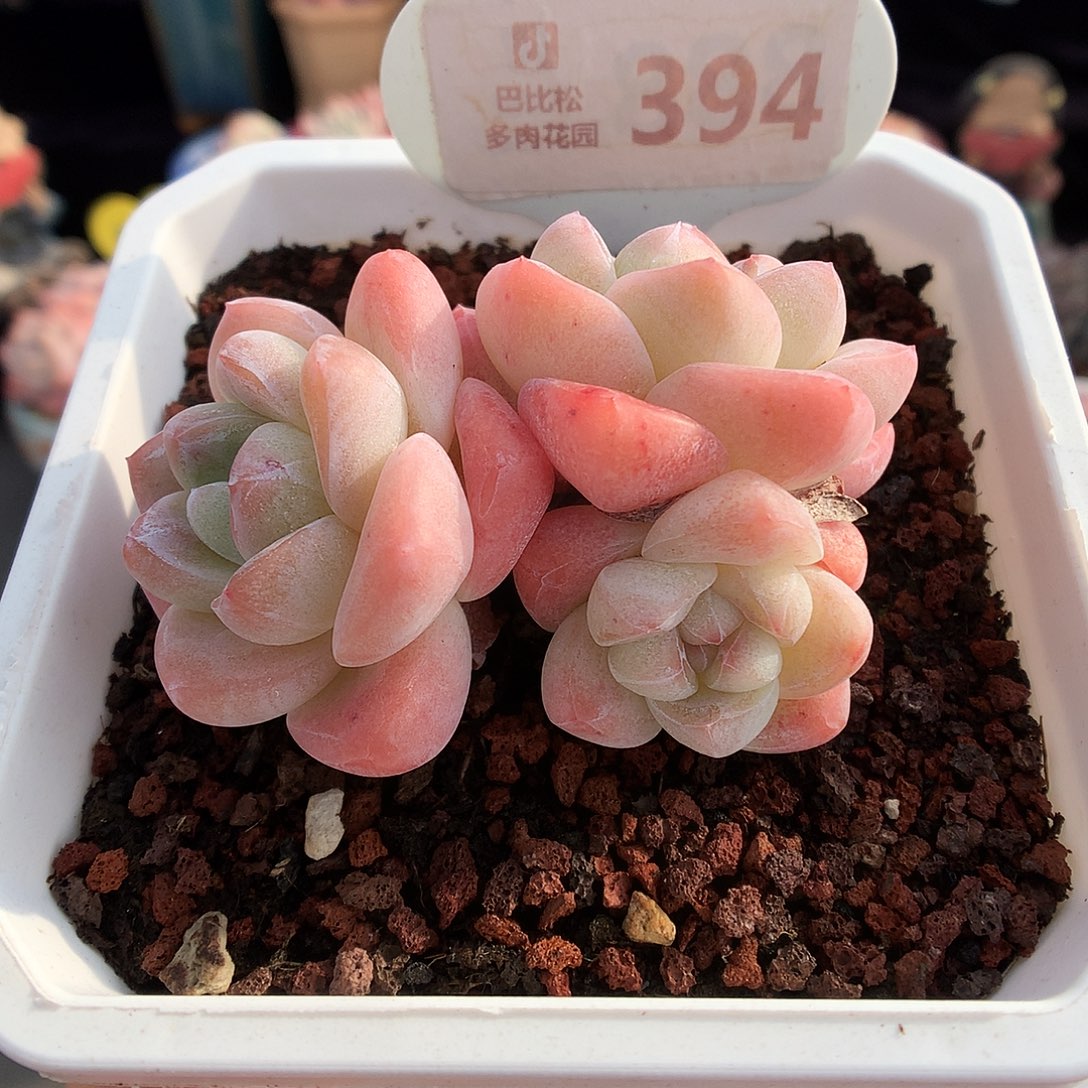 394三头奶油冰玉多肉植物