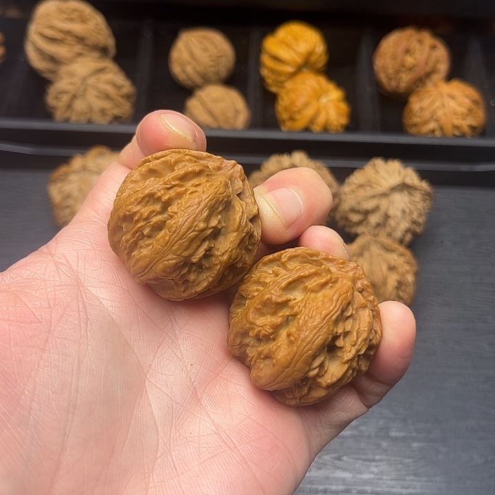 核桃秦岭山脉中段怒江与澜沧江
